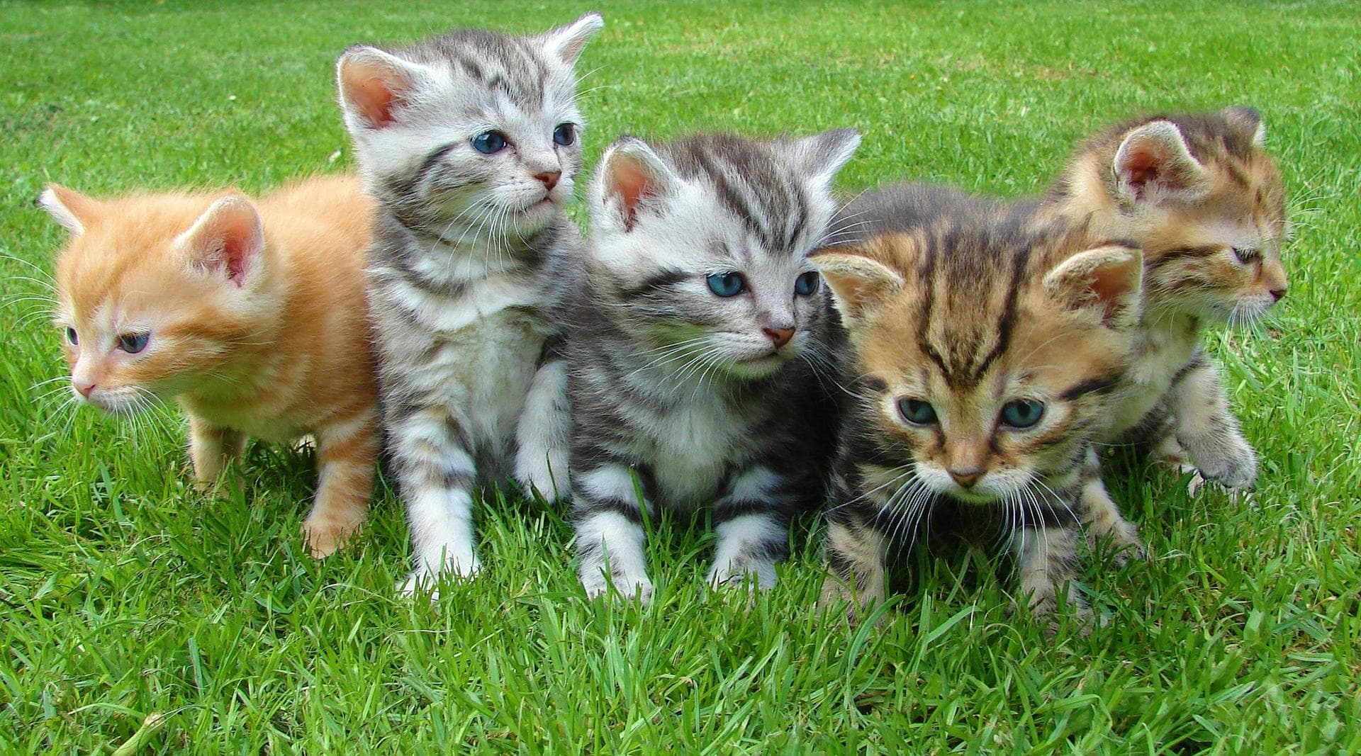 Cat Spay Castrate Neutering Prices in St Helens