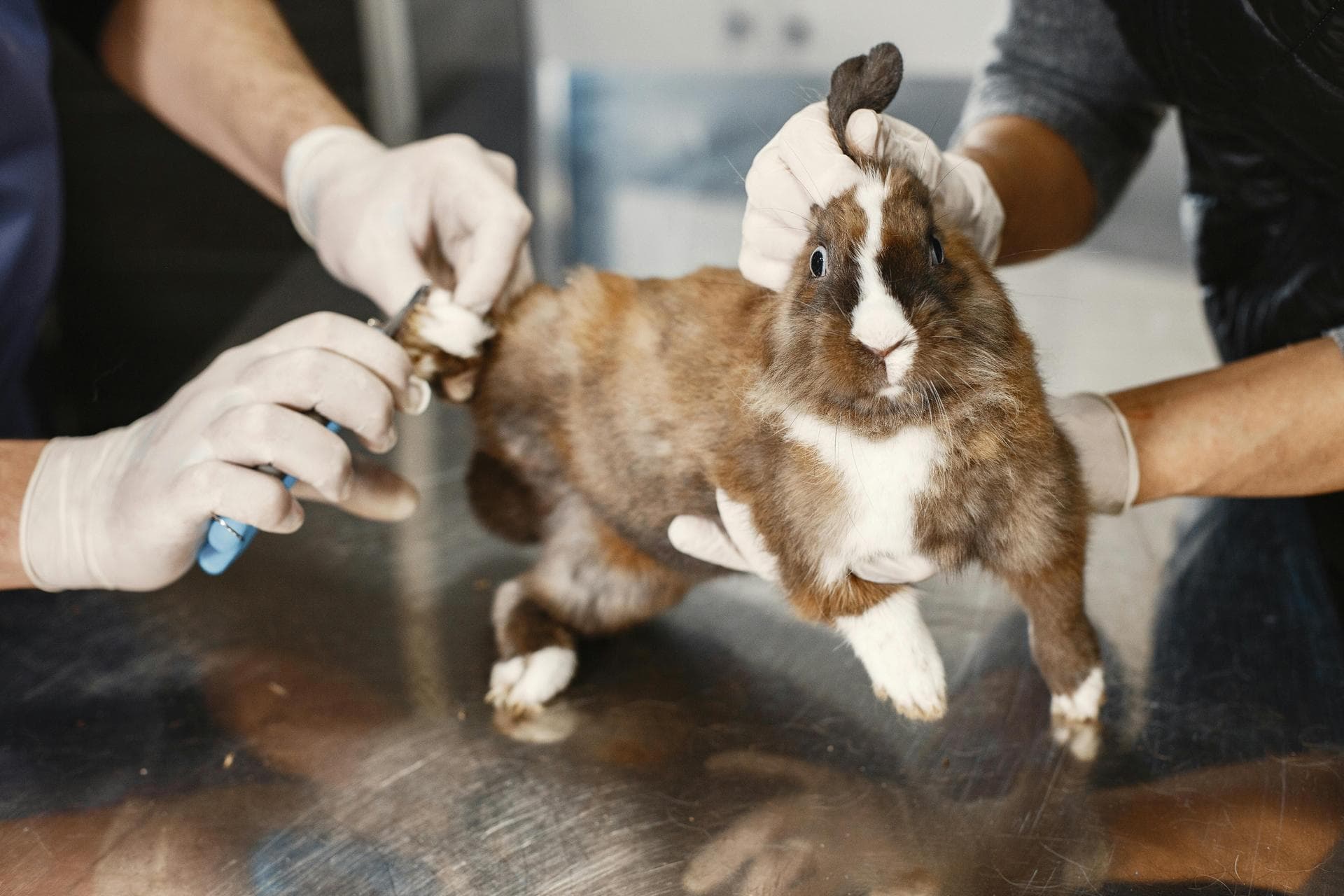 Cat Spay Castrate Neutering Prices in St Helens