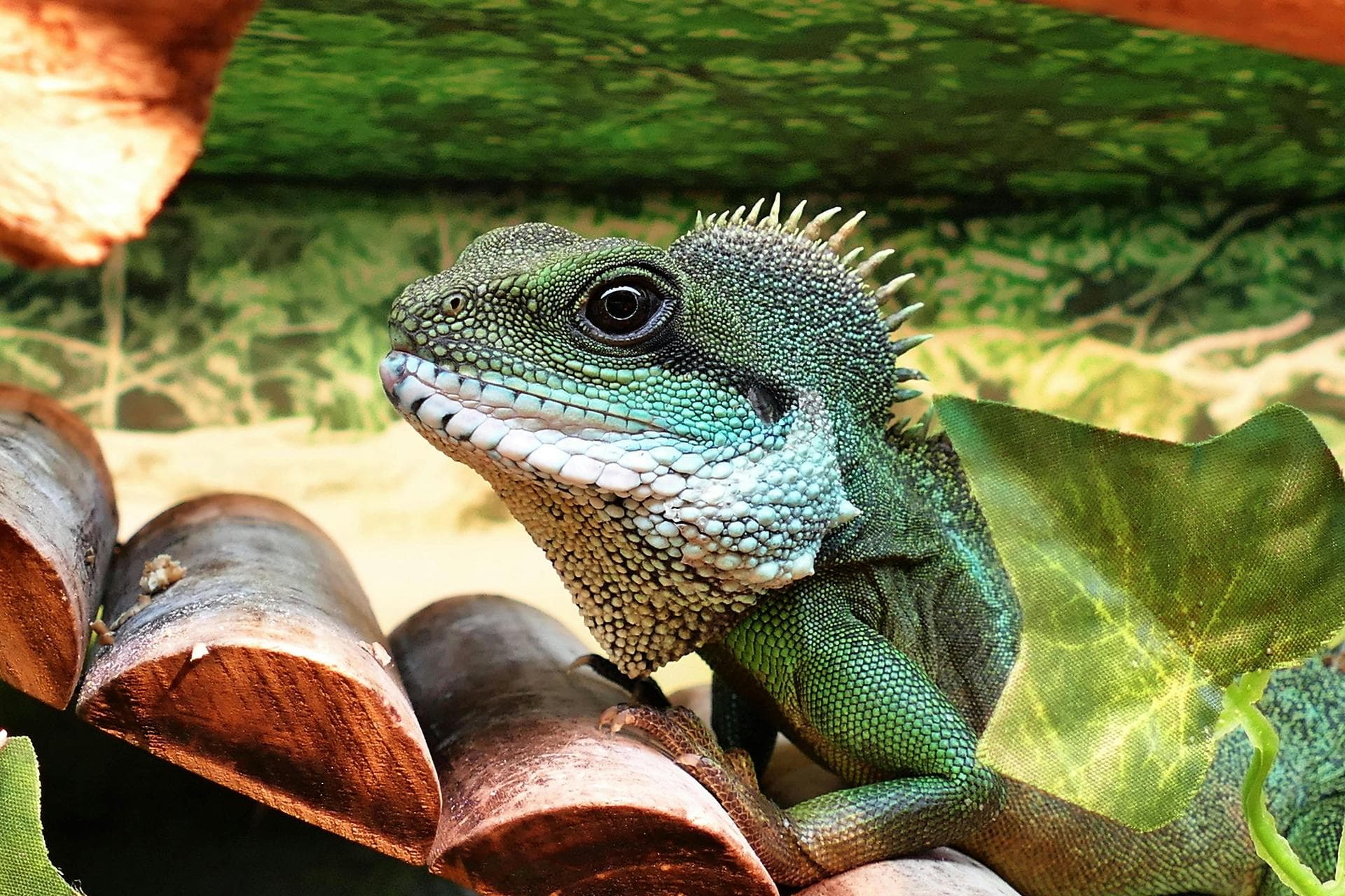 Bird Exotic Pet Consultation Prices in St Helens