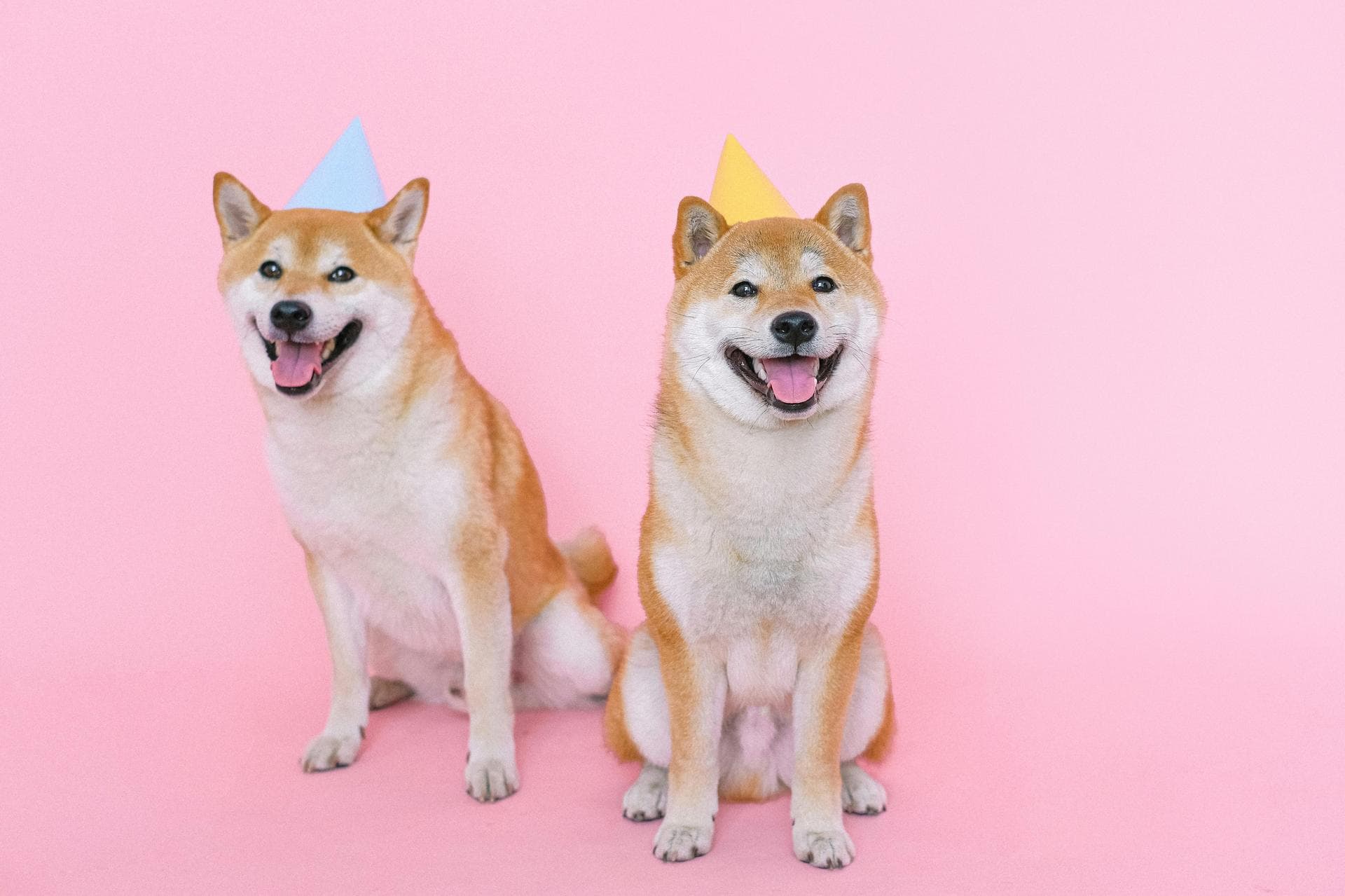 Dog & Cat Vets in St Helens