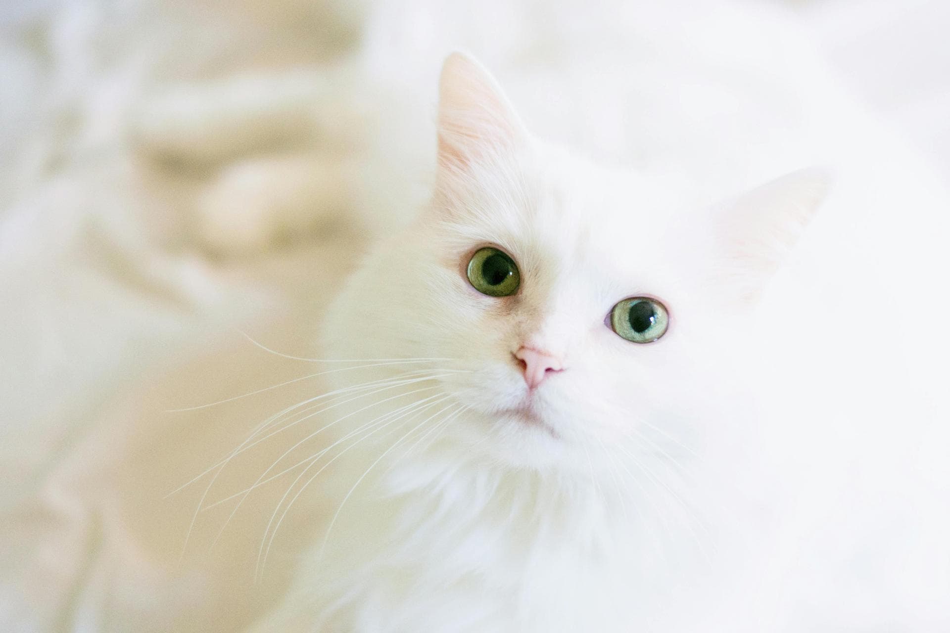 Cat Kitten Vaccinations Feline Leukaemia Prices in St Helens